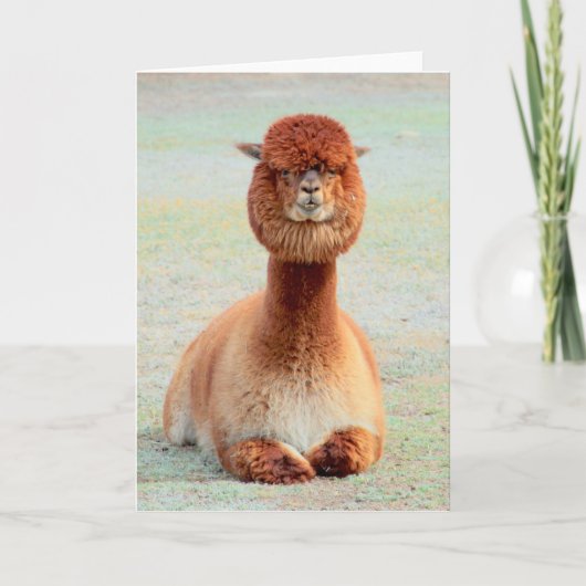 Funny Alpaca Wenskaart Kaart (Voorkant)