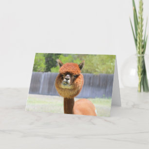 Funny Alpaca Wenskaart Kaart