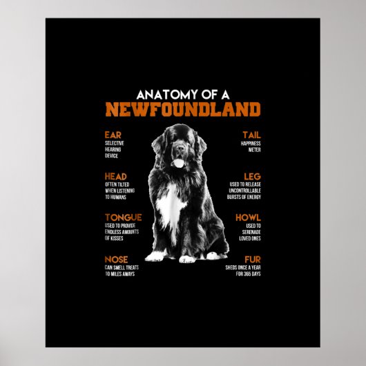 Funny Anatomy of a Newfoundland Dogs Poster (Voorkant)