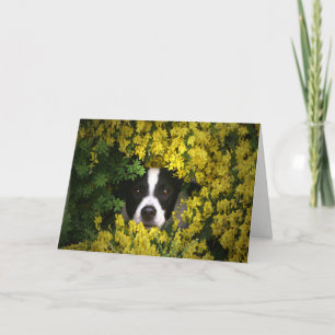 Funny and Cute Dog in Flowers Birthday Kaart