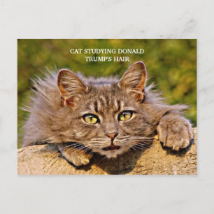 Funny Anti-Trump Cat Studie Trump's Hair Briefkaart
