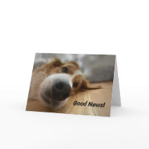 Funny Bernese Mountain Dog met Big Nose Birthday