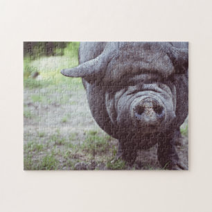 Funny Big Black Pig Posing for Camera Legpuzzel