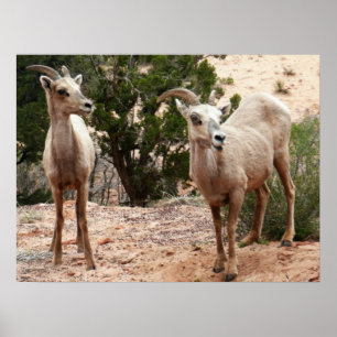 Funny Bighorn Sheep in Zion National Park Poster