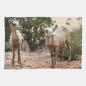 Funny Bighorn Sheep in Zion National Park Theedoek (Horizontaal)