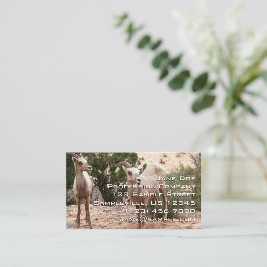 Funny Bighorn Sheep in Zion National Park Visitekaartje (Staand voorkant)