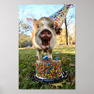 Funny Birthday Pig Poster