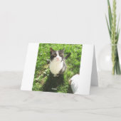 Funny Black and White Cat Photo Blank Card Kaart (Achterkant)