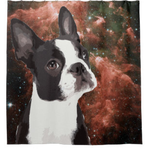 Funny Boston Terrier dans le rideau de douche spat