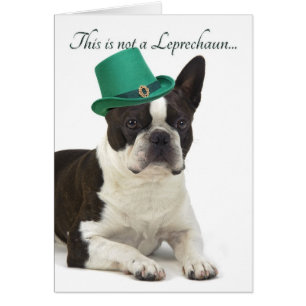 Funny Boston Terrier Leprechaun Card