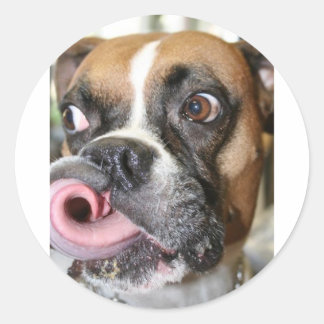 Funny Boxer Dog Ronde Sticker