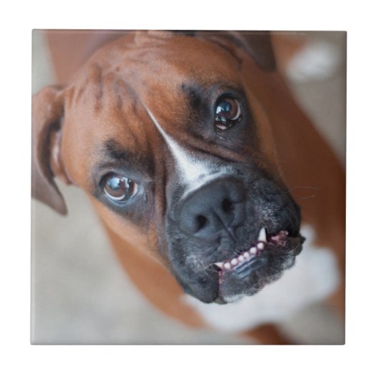 Funny boxer tegeltje (Voorkant)