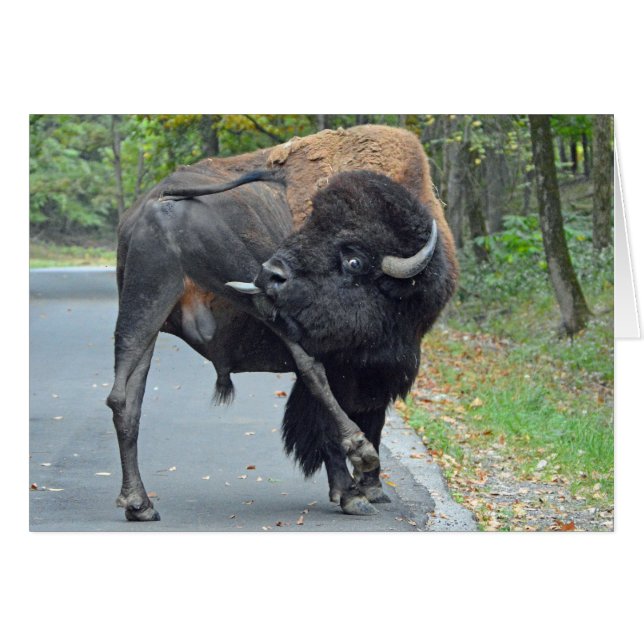 Funny Buffalo (Voorkant Horizontaal)