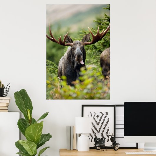 Funny Bull Moose Poster (Thuiskantoor)