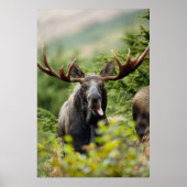 Funny Bull Moose Poster (Voorkant)