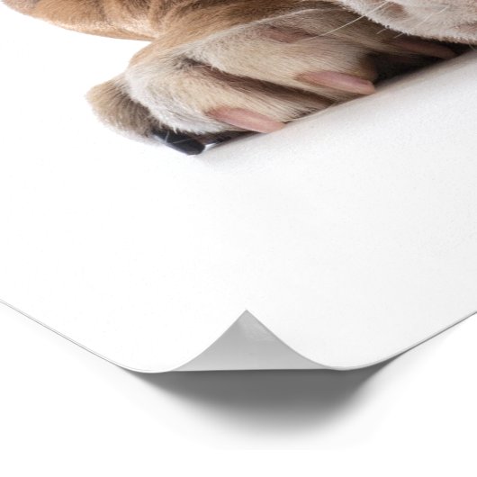 Funny Bulldog Mode - Poster - srf (Hoek)