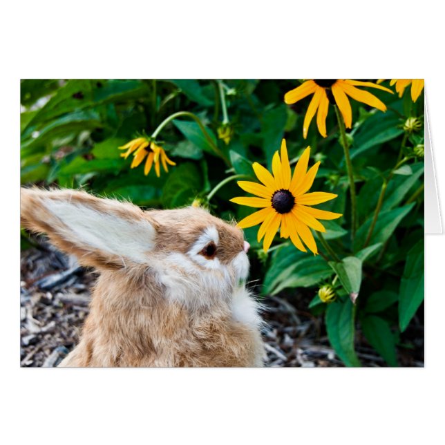 Funny Bunny (Voorkant Horizontaal)