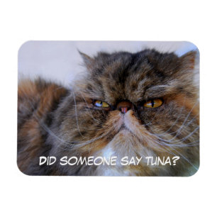 Funny Calico Persian Cat Premium Magnet Magneet