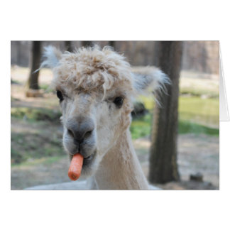 Funny camel