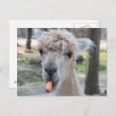 Funny camel briefkaart (Voorkant / Achterkant)