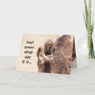 Funny Camel Hump Day Birthday Card Kaart