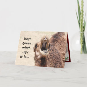 Funny Camel Hump Day Christmas Kaart