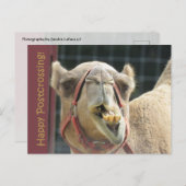 Funny Camel Postcrossing Briefkaart (Voorkant / Achterkant)