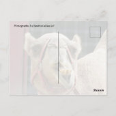 Funny Camel Postcrossing Briefkaart (Achterkant)