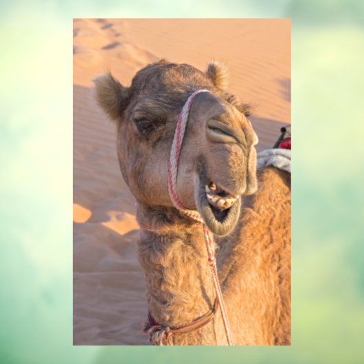 Funny Camel Raamsticker (Vel 3)