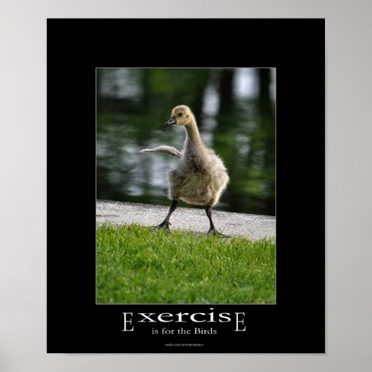 Funny Canada Goose Gosling oefent emotivationeel u Poster (Voorkant)