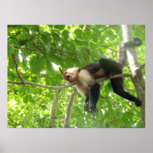 Funny Capuchin Monkey in een boom Poster
