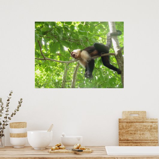 Funny Capuchin Monkey in een boom Poster (Keuken)