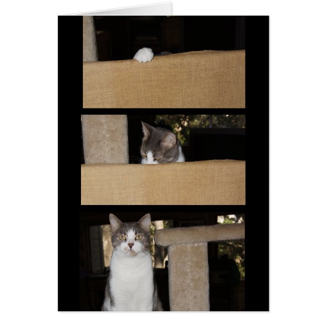 Funny Cat Admirer (Voorkant)