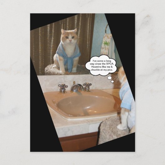 Funny Cat Affiration Briefkaart (Voorkant)
