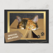 Funny Cat Birthday Briefkaart (Voorkant)