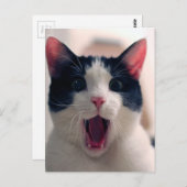 Funny Cat Briefkaart (Voorkant / Achterkant)
