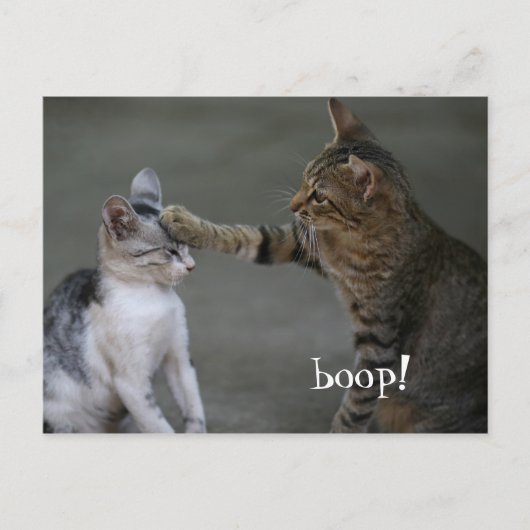 Funny Cat Briefkaart Boop (Voorkant)