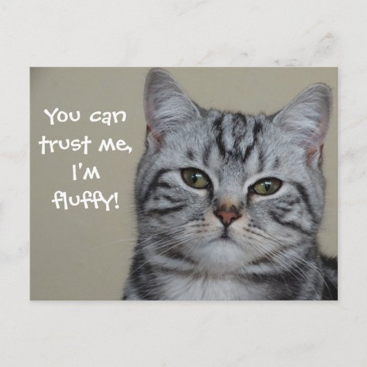 Funny Cat Caption Vertrouw me dat ik fluffy ben Briefkaart (Voorkant)