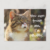 Funny Cat Caption Vertrouw me dat ik fluffy ben Briefkaart (Voorkant)