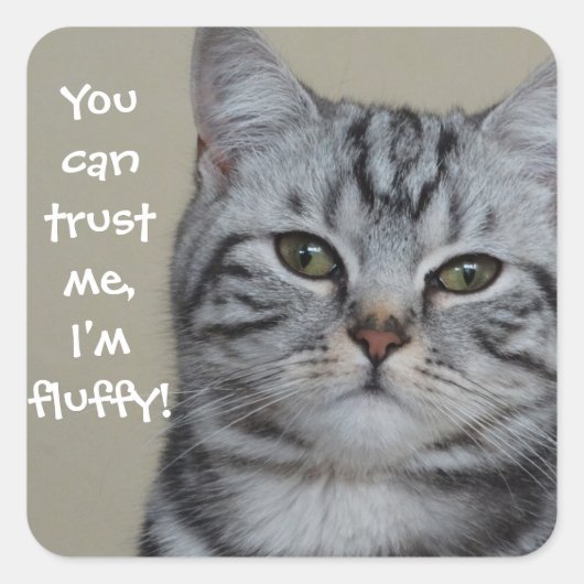 Funny Cat Caption Vertrouw me dat ik fluffy ben Vierkante Sticker (Voorkant)