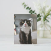 Funny Cat Face Briefkaart (Staand voorkant)