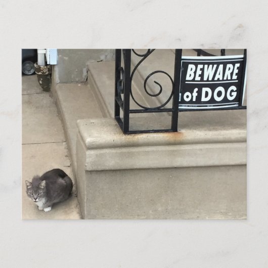 Funny Cat Foto Briefkaart (Voorkant)