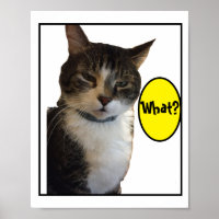 Funny Cat Foto