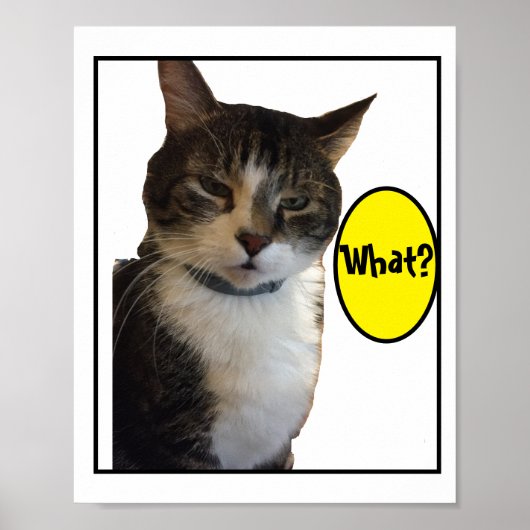 Funny Cat Foto Poster (Voorkant)