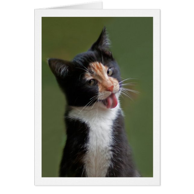 Funny Cat Licking Fur (Voorkant)