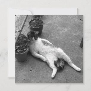Funny Cat Lounging Black and White Kaart