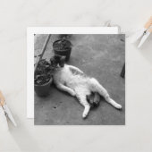 Funny Cat Lounging Black and White Kaart (Voorkant / Achterkant in situ)