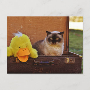 Funny Cat met een eikel in de koffer Briefkaart