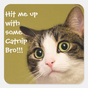 Funny Cat Photo Catnip Caption Vierkante Sticker