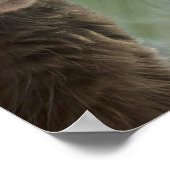 Funny Cat Photo Poster (Hoek)